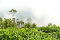 スリランカ紅茶農園